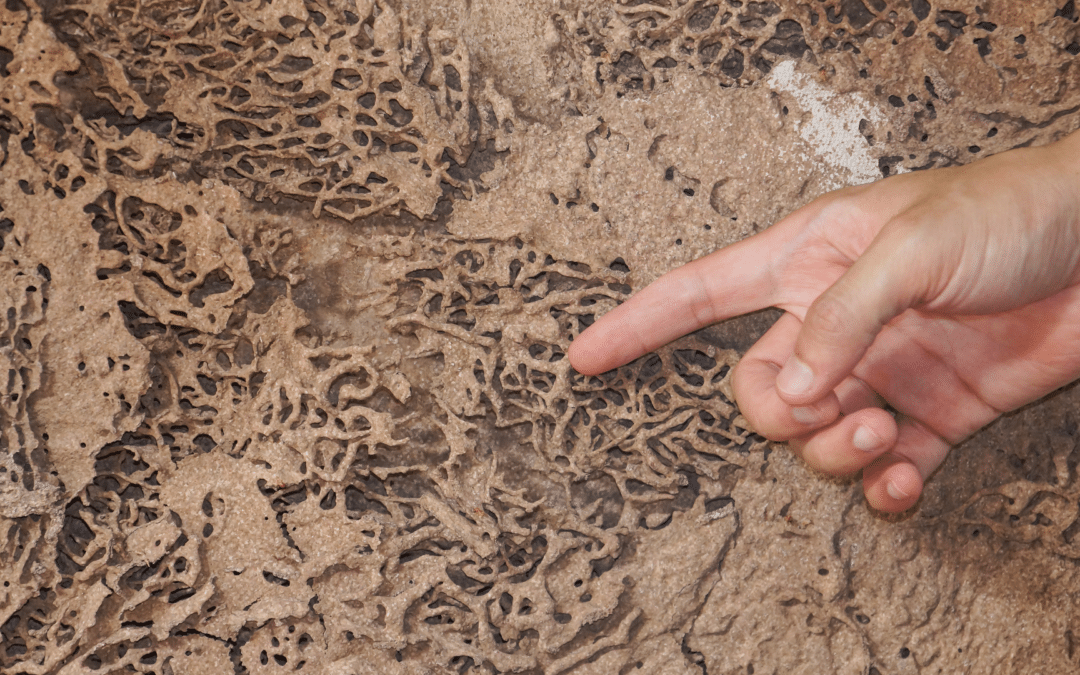 Amiante, Termites et Mesurages : Le guide technique pour sécuriser votre vente