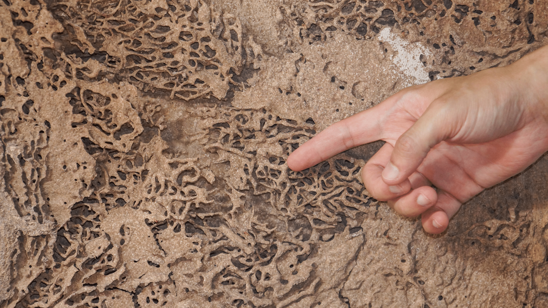 Amiante, Termites et Mesurages